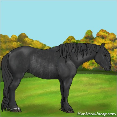 Horse Color:Black  and Black Rabicano 