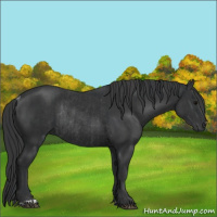 Horse Color:Black and Black Rabicano