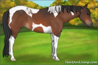 Horse Color:Bay Tobiano 