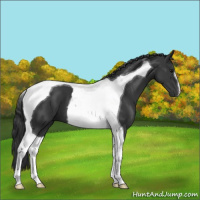 Horse Color:Black Tobiano