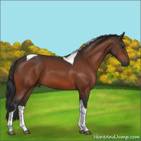 Horse Color:Brown Tobiano 