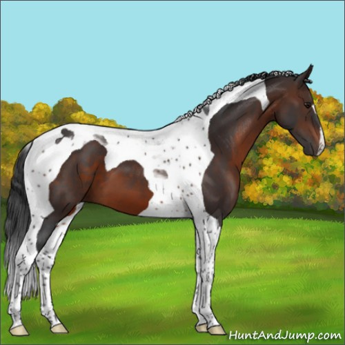 Horse Color:Brown Tobiano 