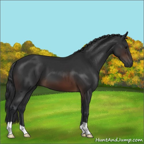 Horse Color:Brown 