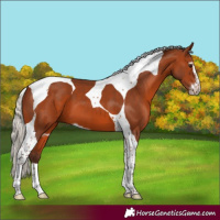 Horse Color:Silver Brown Sabino Tobiano 