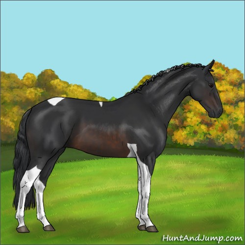 Horse Color:Brown Tobiano 