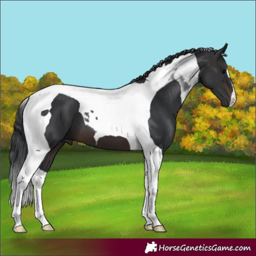 Horse Color:Brown Tobiano 
