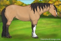 Horse Color:Unknown 