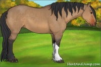 Horse Color:Bay Dun