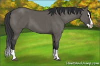 Horse Color:Grullo Splash 