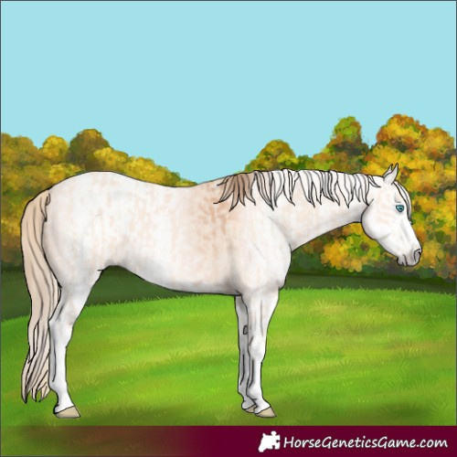 Horse Color:Perlino Splash  and Gray Perlino Splash 