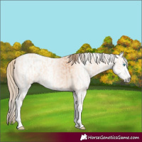 Horse Color:Perlino Splash  and Gray Perlino Splash 