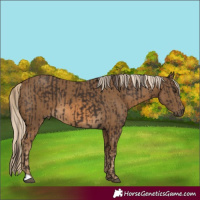 Horse Color:Liver Chestnut  and Chocolate Palomino 