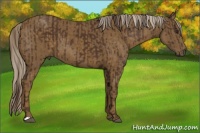 Horse Color:Liver Chestnut  and Chocolate Palomino 
