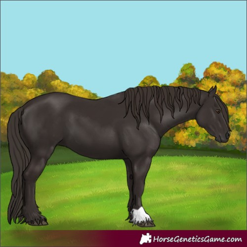 Horse Color:Liver Chestnut  and Liver Chestnut 