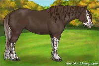 Horse Color:Liver Chestnut  and Liver Chestnut Splash 