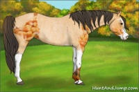 Horse Color:Buckskin Roan Sabino Rabicano  and Buckskin Roan Sabino Rabicano 