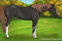 Horse Color:Liver Chestnut  and Liver Chestnut 