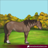 Horse Color:Liver Red Dun  and Liver Red Dun 