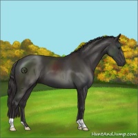 Horse Color:Smoky Black 