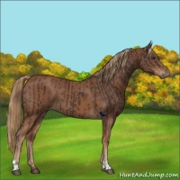 Horse Color:Liver Chestnut  and Chestnut 