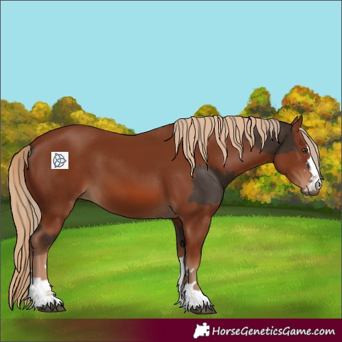 Horse Color:Liver Chestnut  and Chestnut 