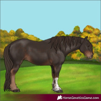 Horse Color:Liver Chestnut  and Liver Chestnut 