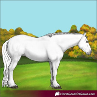 Horse Color:Gray Red Dun and Gray Red Dun