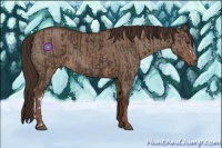 Horse Color:Liver Chestnut  and Liver Red Dun 