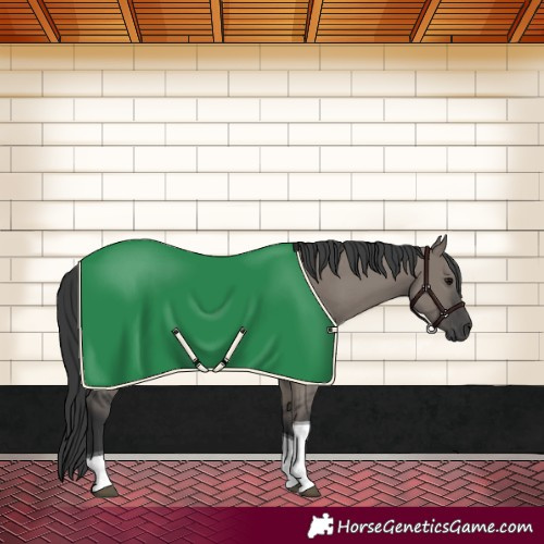 Horse Color:Grullo Tobiano Rabicano 