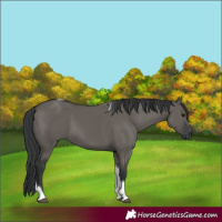 Horse Color:Grullo Tobiano 