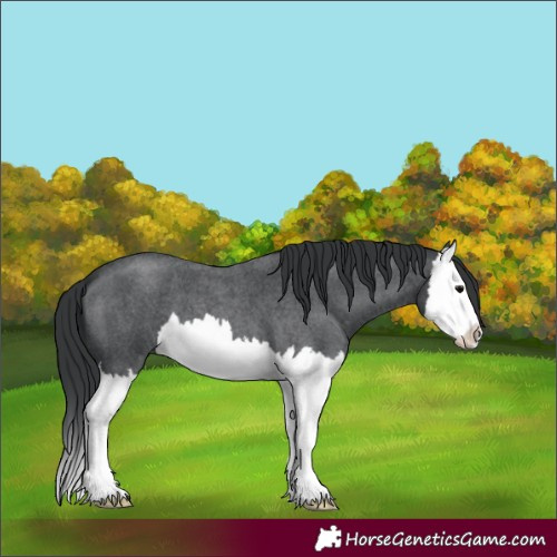 Horse Color:Blue Roan Splash 
