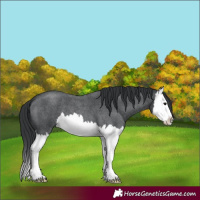 Horse Color:Blue Roan Splash