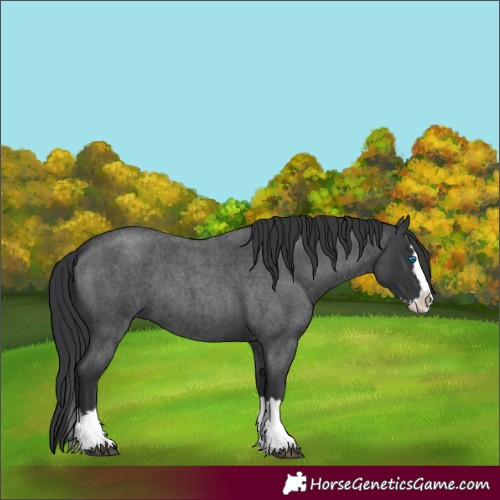 Horse Color:Blue Roan Splash 