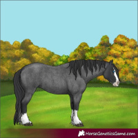 Horse Color:Blue Roan Splash