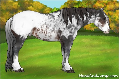 Horse Color:White Spotted Brown Ice Appaloosa 