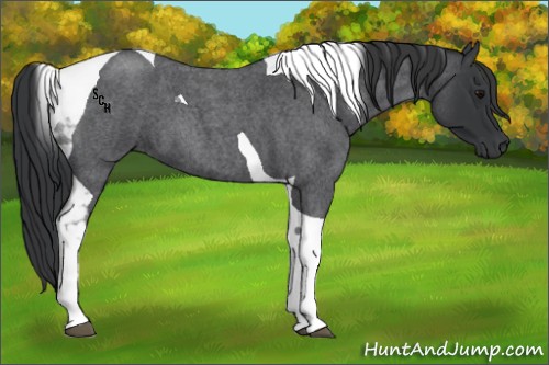 Horse Color:Blue Roan Tobiano