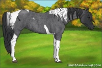 Horse Color:Blue Roan Tobiano 