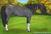 Horse Color:Blue Roan Tobiano