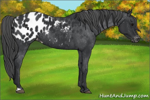 Horse Color:Black Appaloosa Rabicano 