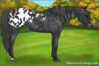 Horse Color:Black Appaloosa Rabicano 