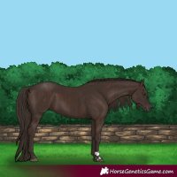 Horse Color:Liver Chestnut  and Liver Chestnut 