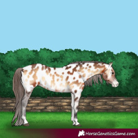 Horse Color:Bay Onyx Appaloosa 
