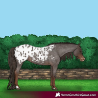 Horse Color:Liver Red Roan Appaloosa 