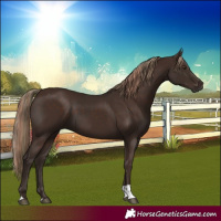Horse Color:Liver Chestnut  and Liver Chestnut 