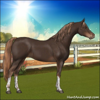 Horse Color:Liver Chestnut  and Liver Chestnut 