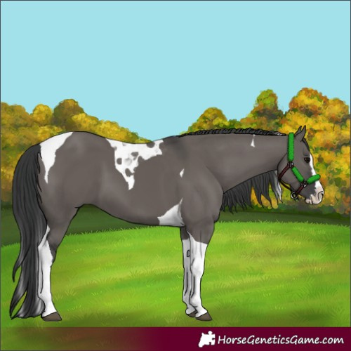 Horse Color:Grullo Splash Tobiano 