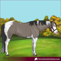 Horse Color:Grullo Splash Tobiano 