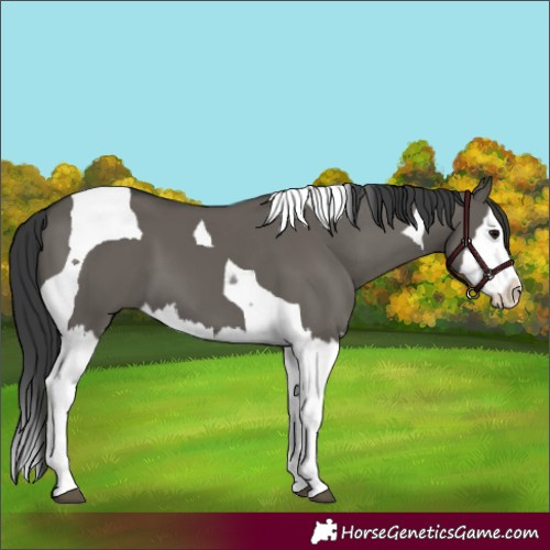 Horse Color:Grullo Splash Tobiano 