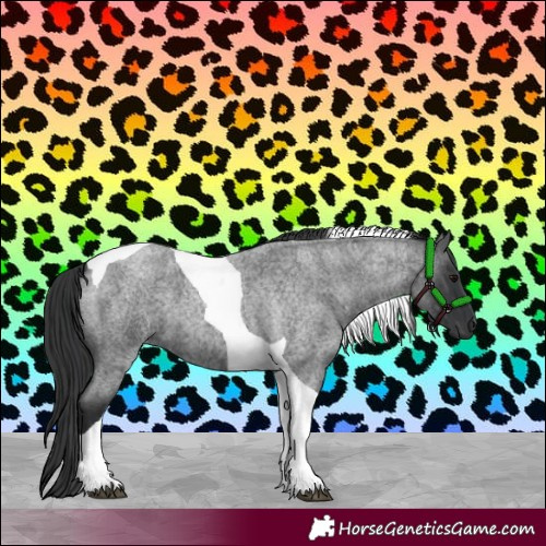 Horse Color:Blue Roan Tobiano 