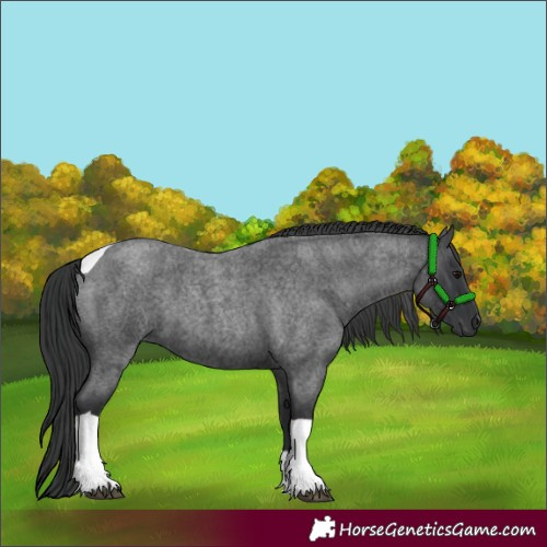 Horse Color:Blue Roan Tobiano 